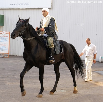 Kabarda fajta ló (lovas szán) - lovak, lovászok,