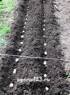 Ültetés burgonya alá kartont, talajtakaró, kettős sorokban