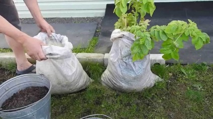 Ültetés burgonya zsákokban lépésről lépésre video