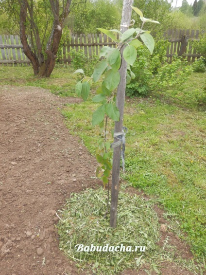 Ültetés almafák a tavaszi palánták kérdés-válasz, vendégház