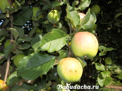 Ültetés almafák a tavaszi palánták kérdés-válasz, vendégház