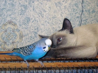 A viselkedés törpepapagájok - Ayurveda plusz (budgies munkatárs) A viselkedés törpepapagájok - plusz Ayurveda