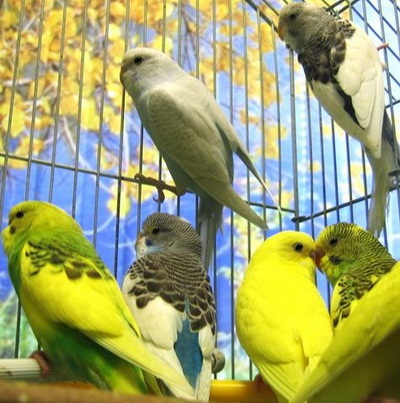 A viselkedés törpepapagájok - Ayurveda plus (viselkedés budgies munkatárs) A viselkedés törpepapagájok - plusz Ayurveda