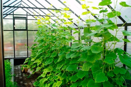 Megfelelő öntözés uborka üvegházban - zálogjog kiváló termés - termelők titkok