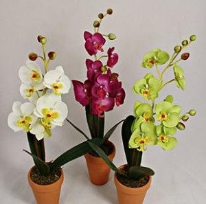 Megfelelő betegségek kezelésére orchideák faleonopsis részletes fotók és videók!