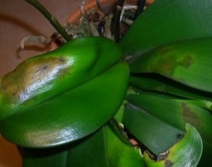 Megfelelő betegségek kezelésére orchideák faleonopsis részletes fotók és videók!