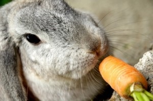 A megfelelő táplálkozás díszítő nyulak (díszítő) A megfelelő táplálkozás díszes nyúl