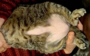Okai hajhullás gyomrában egy macska - projektek - női hajhullás előtt és után