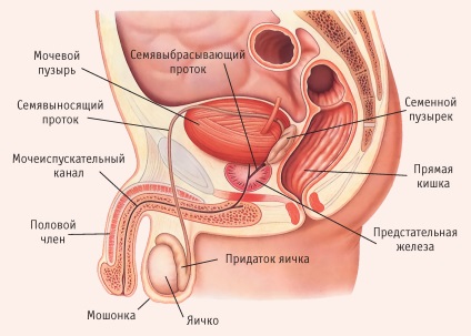 a húgycsőben a prosztata vágásokkal