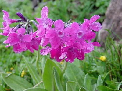 Primula évelő kerti külleme, és hogyan növekszik - Flowers Enciklopédia
