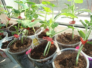 Oltás görögdinnye tök videó milyen a növény, áttekintésre, lagenariya sütőtök fajta görögdinnye védőoltások