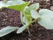 Oltás görögdinnye tök videó milyen a növény, áttekintésre, lagenariya sütőtök fajta görögdinnye védőoltások