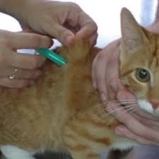 Védőoltások brit és skót Fold kiscicák