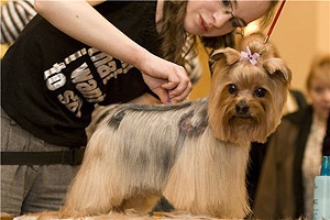 Foglalkozás groomer leírása, ahol, hogy megtanulják a szükséges tulajdonságokat (a furnér háziállatok) Foglalkozás groomer leírása, ahol, hogy megtanulják a szükséges tulajdonságokat
