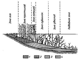 Eredeti típusa és morfológiája tómedencék