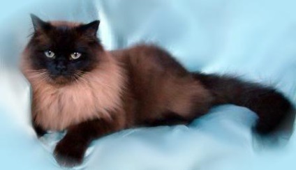 Ragamuffin - macska speciális (ragamuffin) Ragamuffin - macska különleges