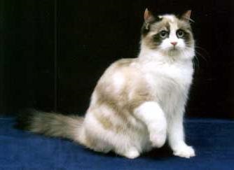 Ragamuffin - macska speciális (különleges) Ragamuffin - macska különleges