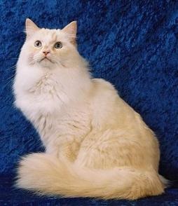 Ragamuffin - macska speciális (cat) Ragamuffin - macska különleges
