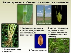 Család növényei a gabonafélék