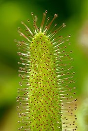 Plant ragadozók - ez (növényi ragadozók) Plant ragadozók - ez