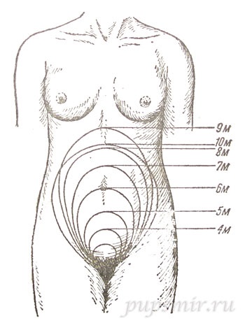 A méret a méh a terhesség alatt (méret a méh a terhesség alatt) A méret a méh a terhesség alatt