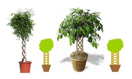 Szaporítás dugványozással Ficus