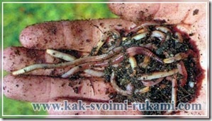 a szervezetben élő paraziták elleni küzdelem eszközei szivfereg larva