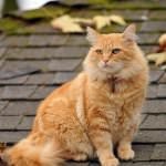 Red Cat (50 fotó), amely fajták, nagy és pimasz, szép és bolyhos, cirmos cica, videó