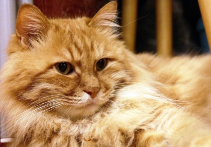 Red Cat (50 fotó), amely fajták, nagy és pimasz, szép és bolyhos, cirmos cica, videó