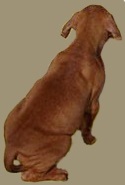 Thai Ridgeback óvoda afrikai oroszlánkutya kimoyo (Rhodesian) Rhodesian Ridgeback Rhodesian Ridgeback kennel kimoyo