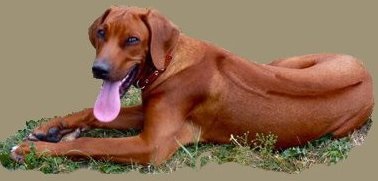 Thai Ridgeback óvoda afrikai oroszlánkutya kimoyo (Ridgeback) Rhodesian Ridgeback Rhodesian Ridgeback kennel kimoyo