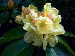 Rhododendron kaukázusi - terápiás tulajdonságainak és ellenjavallatok