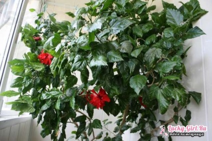 Rosa chinensis ellátás (tartsa kínai rózsa Ház) Rosa chinensis Care