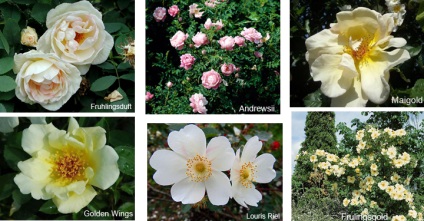 Tüskés Rose (jajrózsa) tenyésztés, ültetés és gondozás - helyszínen a növények