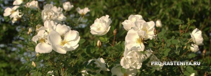 Tüskés Rose (jajrózsa) tenyésztés, ültetés és gondozás - helyszínen a növények