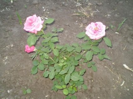 Rose szögesdrót ellátás, termesztés, öntözés, ültetés otthon
