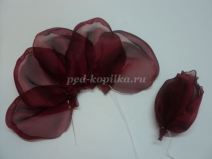 Rose sifon kezük