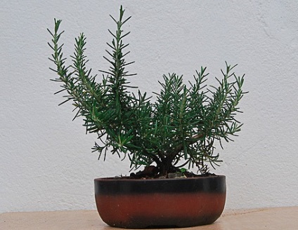 Rosemary a párkányon 1 (rozmaring az ablakpárkányon) Rosemary az ablakpárkányon 1