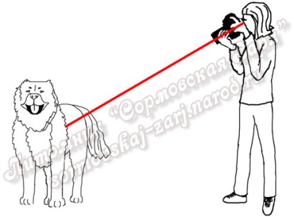 Rus Kailash - Téma megtekintése - hogyan készíthet képeket a kutyák
