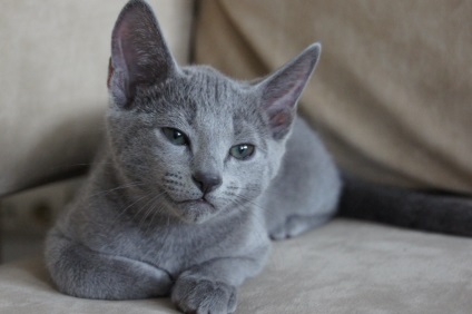 Orosz kék macska - rövid szőrű