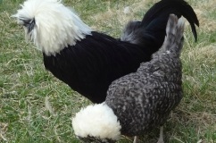 Orosz tarajos csirke fajta, leírása képekkel és az értékelés a gazdák