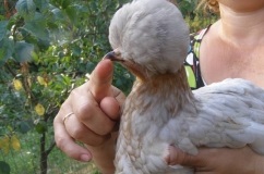 Orosz tarajos csirke fajta, leírása képekkel és az értékelés a gazdák