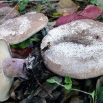 Blewits lilovonogaya leírás, élőhely, hasonlóságok más gomba, fotó