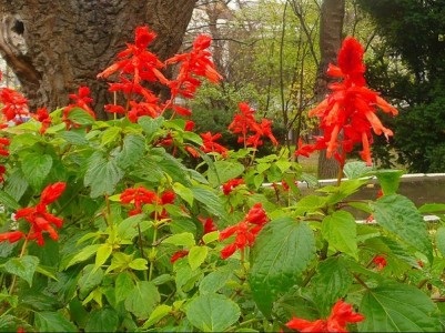 Salvia vagy zsálya kiváló, a ház közelében