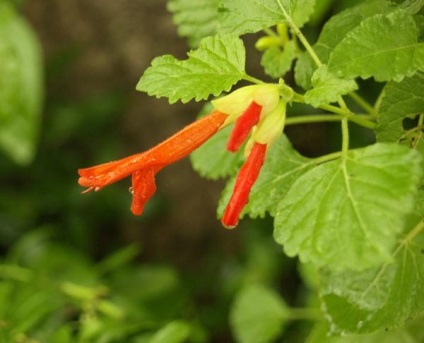 Salvia (zsálya) faj, ültetés, tenyésztés, gondozás