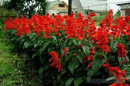 Salvia ellátás (Salvia) Salvia ellátás
