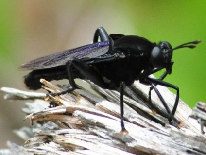 A legnagyobb fly - vadon élő állatok