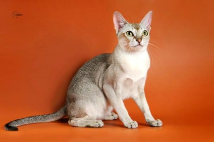 A legérdekesebb fajta rövidszőrű macskák fotó, orosz kék macska Szingapúr Singapore,