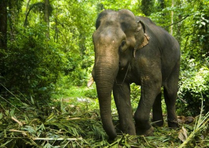 A legnagyobb elefánt a világon