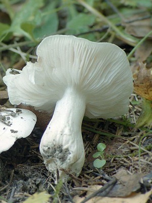 Ehető gomba blewits fotó és leírás blewits sárga-piros, szürke és lila